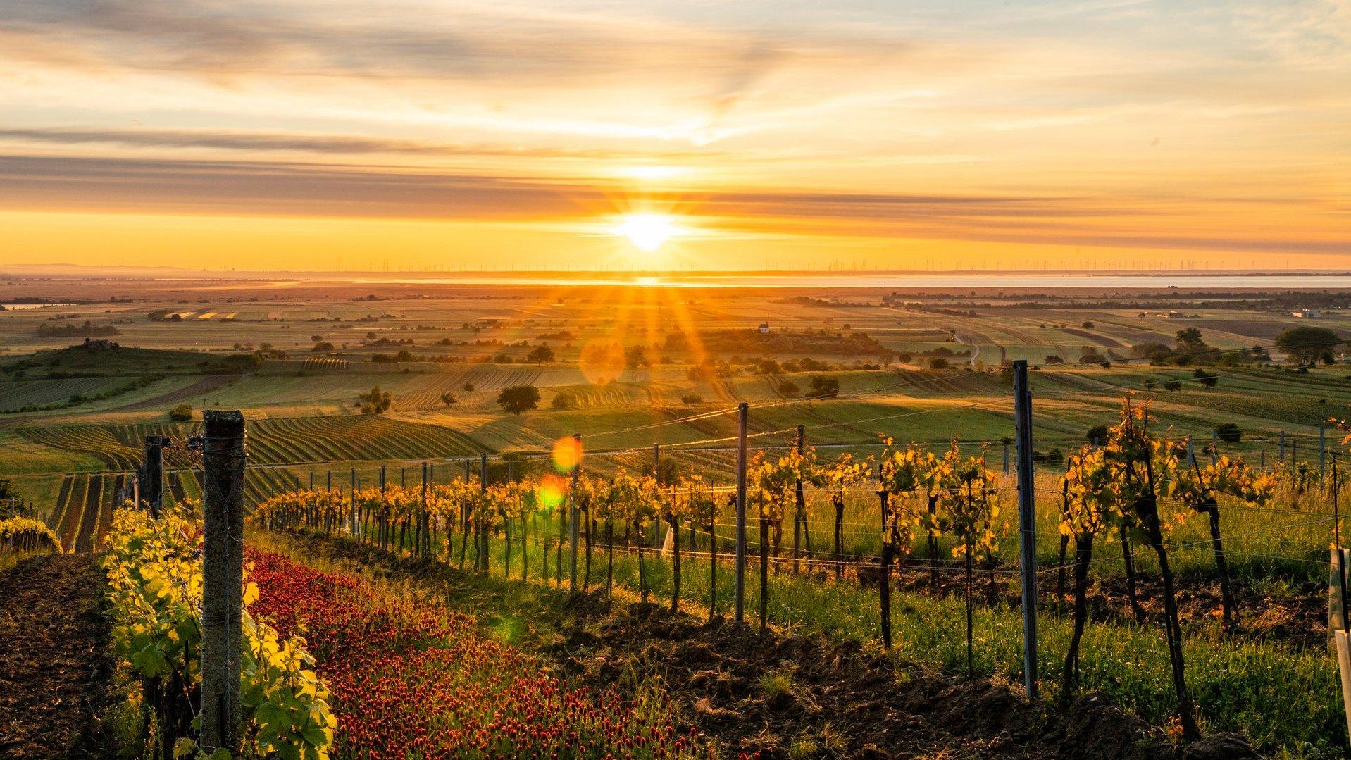 Burgenländische Landschaft © Burgenland Tourismus_Birgit Ehrenreich